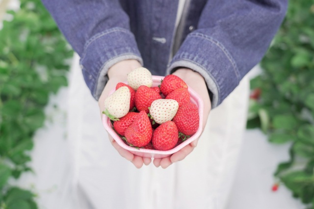 しあわせ届けるいちご農園 HappyComeCome